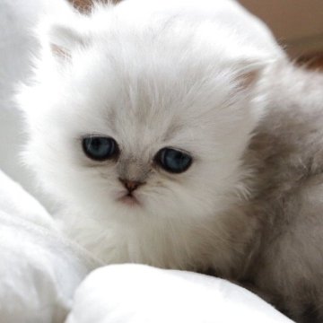 ペルシャ(チンチラ)【福岡県・女の子・2025年11月11日・チンチラシルバー（フワフワ）】の写真「タレ目のとってもかわいい女の子です」