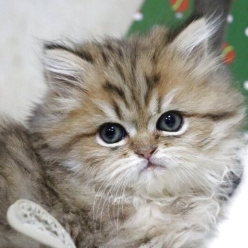 ペルシャ(チンチラ)【福岡県・女の子・2025年10月27日・チンチラゴールデン（ふわふわ）】の写真「綺麗な毛色とまん丸フェイス」