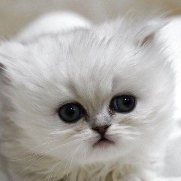 ペルシャ(チンチラ)【福岡県・女の子・2025年11月11日・チンチラシルバー（フワフワ）】の写真「タレ目のとってもかわいい女の子です」