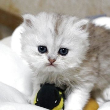 ペルシャ(チンチラ)【福岡県・男の子・2025年11月11日・シェルカメオ（フワフワ）】の写真「切れ長のハンサムボーイ」