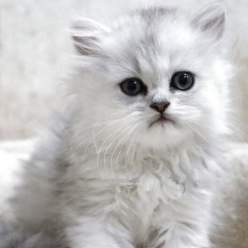 ペルシャ(チンチラ)【福岡県・男の子・2025年3月24日・チンチラシルバー（フワフワ）】の写真「キリッとした顔のハンサムくん」