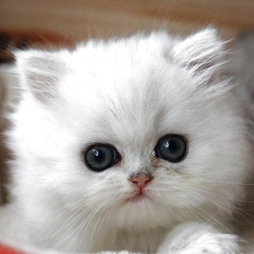ペルシャ(チンチラ)【福岡県・女の子・2025年5月20日・シェルカメオ（フワフワ）】の写真「大きな瞳の可愛い子です」