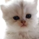 ペルシャ(チンチラ)