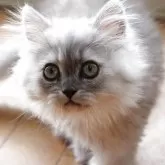 ペルシャ(チンチラ)