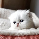 ペルシャ(チンチラ)
