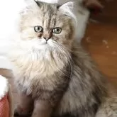 ペルシャ(チンチラ)