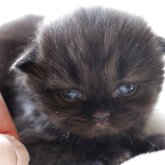 ペルシャ(チンチラ)