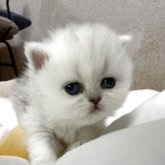 ペルシャ(チンチラ)