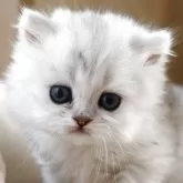 ペルシャ(チンチラ)