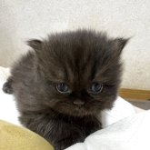 ペルシャ(チンチラ)