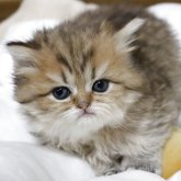 ペルシャ(チンチラ)