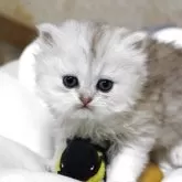 ペルシャ(チンチラ)