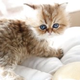 ペルシャ(チンチラ)