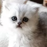 ペルシャ(チンチラ)