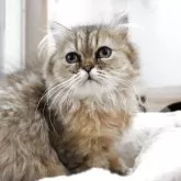 ペルシャ(チンチラ)