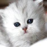 ペルシャ(チンチラ)