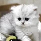 ペルシャ(チンチラ)