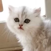 ペルシャ(チンチラ)