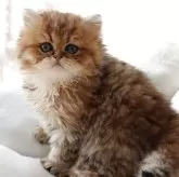 ペルシャ(チンチラ)