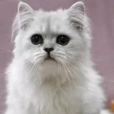 ペルシャ(チンチラ)