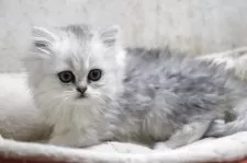 ペルシャ(チンチラ)【福岡県・女の子・2025年3月24日・チンチラシルバー】の写真4