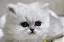 ペルシャ(チンチラ)【福岡県・女の子・2025年11月11日・チンチラシルバー】の写真4