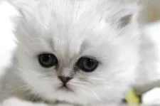 ペルシャ(チンチラ)【福岡県・女の子・2025年11月11日・チンチラシルバー】の写真5