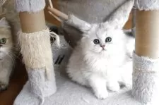 ペルシャ(チンチラ)【福岡県・男の子・2025年11月11日・チンチラシルバー】の写真6