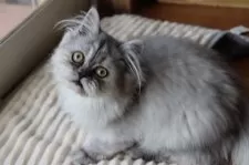 ペルシャ(チンチラ)【福岡県・男の子・2024年12月5日・チンチラシルバー】の写真8