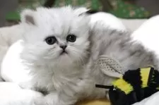 ペルシャ(チンチラ)【福岡県・女の子・2025年11月11日・チンチラシルバー】の写真7