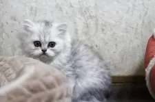 ペルシャ(チンチラ)【福岡県・女の子・2025年3月24日・チンチラシルバー】の写真10
