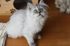 ペルシャ(チンチラ)【福岡県・男の子・2024年12月5日・チンチラシルバー】の写真12