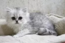 ペルシャ(チンチラ)【福岡県・女の子・2025年3月24日・チンチラシルバー】の写真5