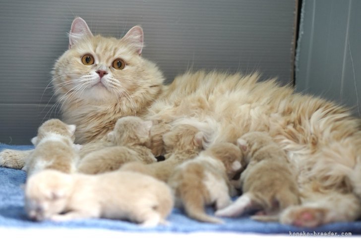 のブログ：【出産のお知らせ】4月23日生まれ🍼サイベリアンのお母さん「こむぎちゃん」🐈