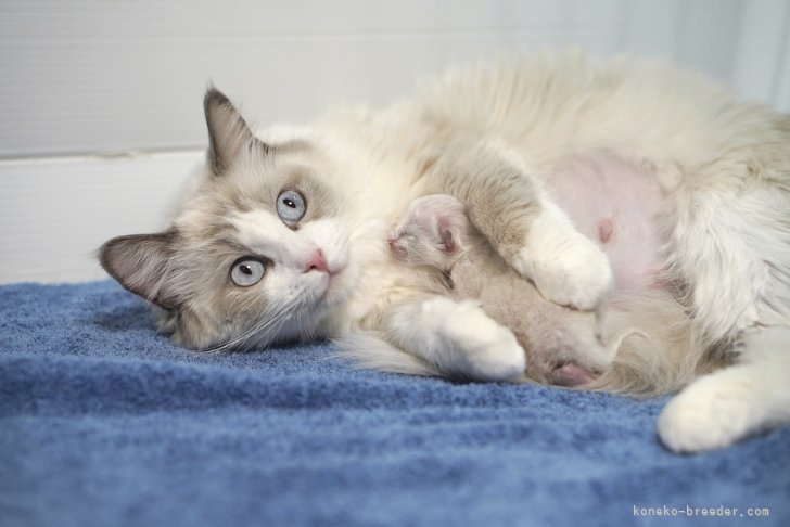 のブログ：【出産のお知らせ】4月18日生まれ🍼ラグドールのお母さん「おこめちゃん」🐈