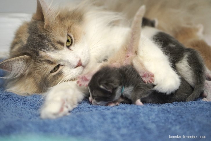 臼井綾菜ブリーダーのブログ：【出産のお知らせ】11月14日生まれ🍼サイベリアンのお母さん「よもぎちゃん」🐈