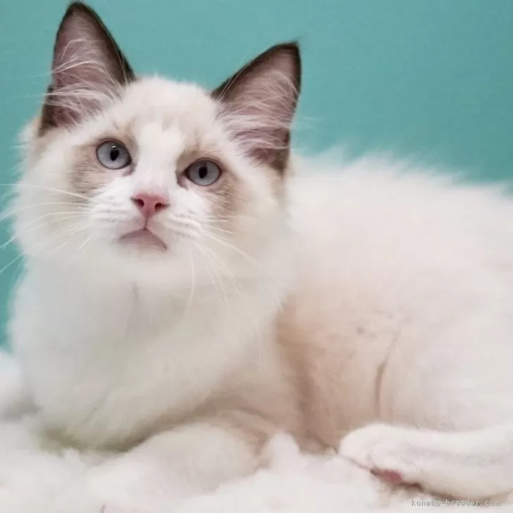 ID：2409-02155の子猫