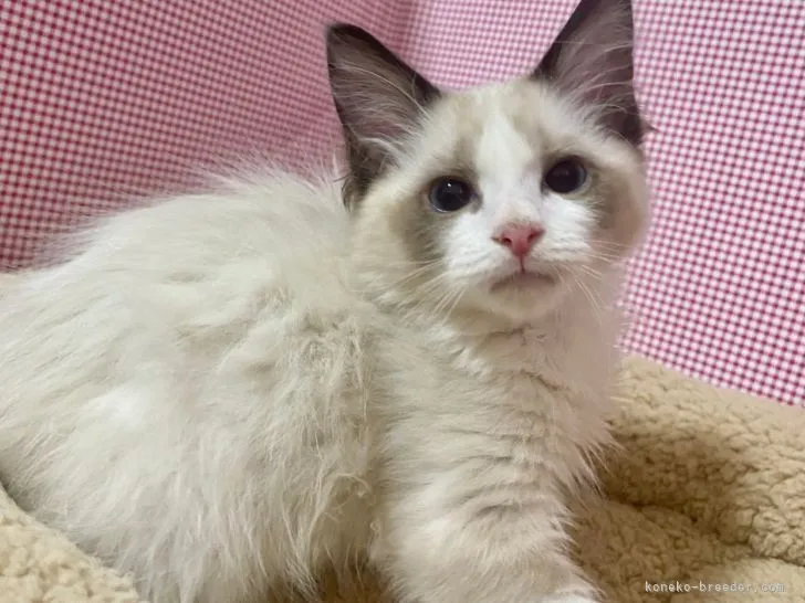 ID:2111-01761の子猫