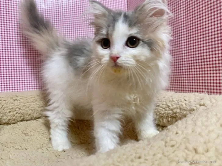ID:2110-01639の子猫