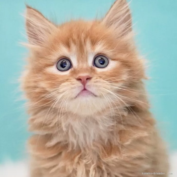 ID:2407-03434の子猫