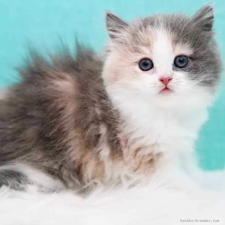ID：2402-00675の子猫