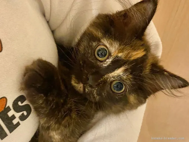 ID:2109-00829の子猫