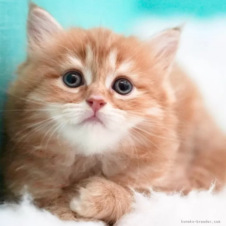 ID：2408-02121の子猫