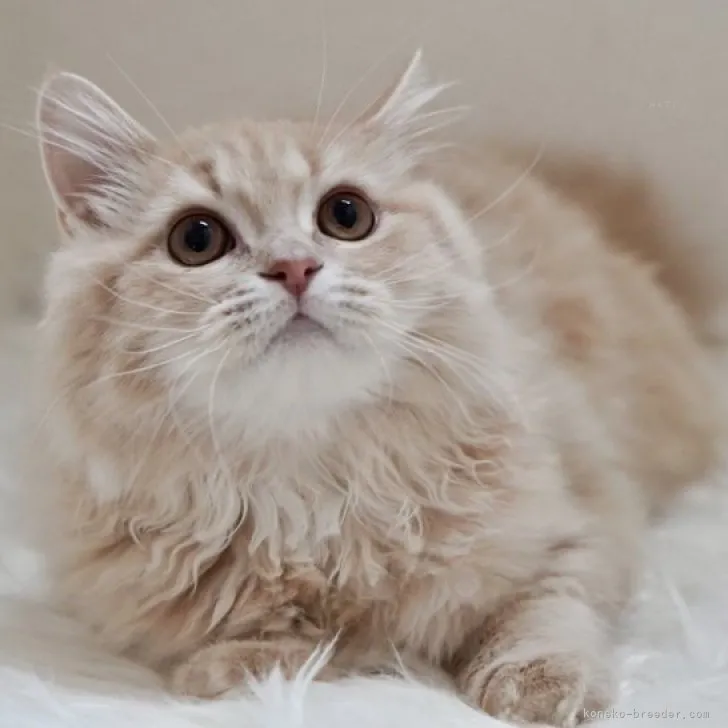 ID:2304-00361の子猫