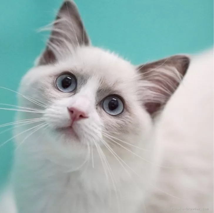 ID:2405-03000の子猫