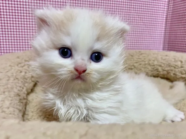 ID:2201-01195の子猫