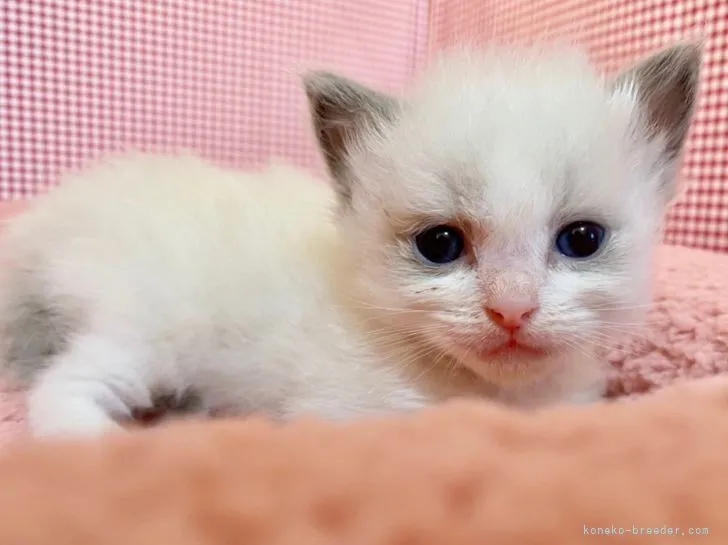 ID:2201-00420の子猫