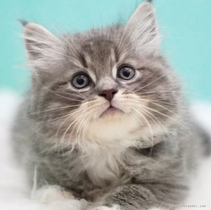 ID：2407-02129の子猫