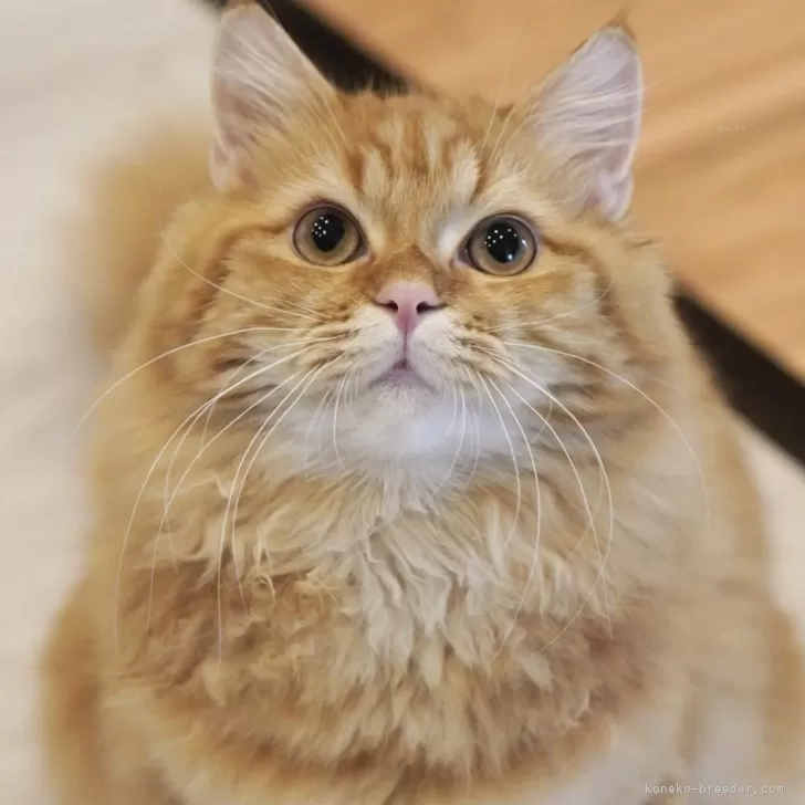 ID:2404-02108の子猫