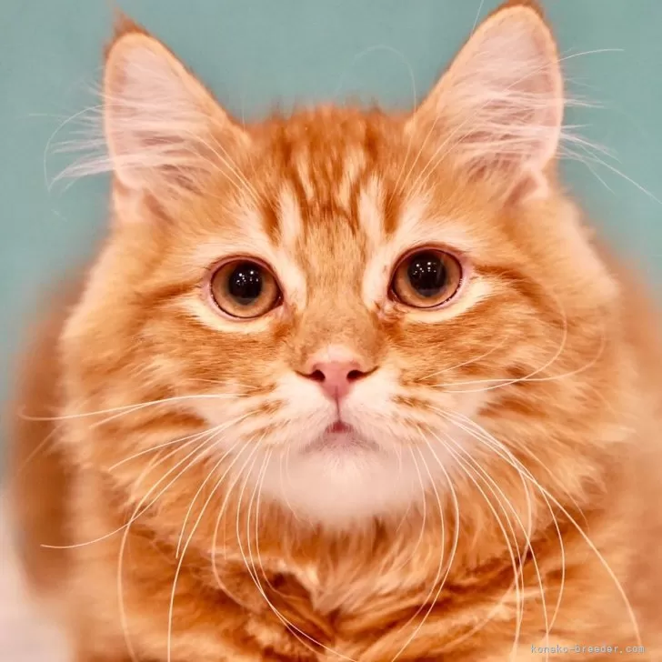 ID:2310-01208の子猫